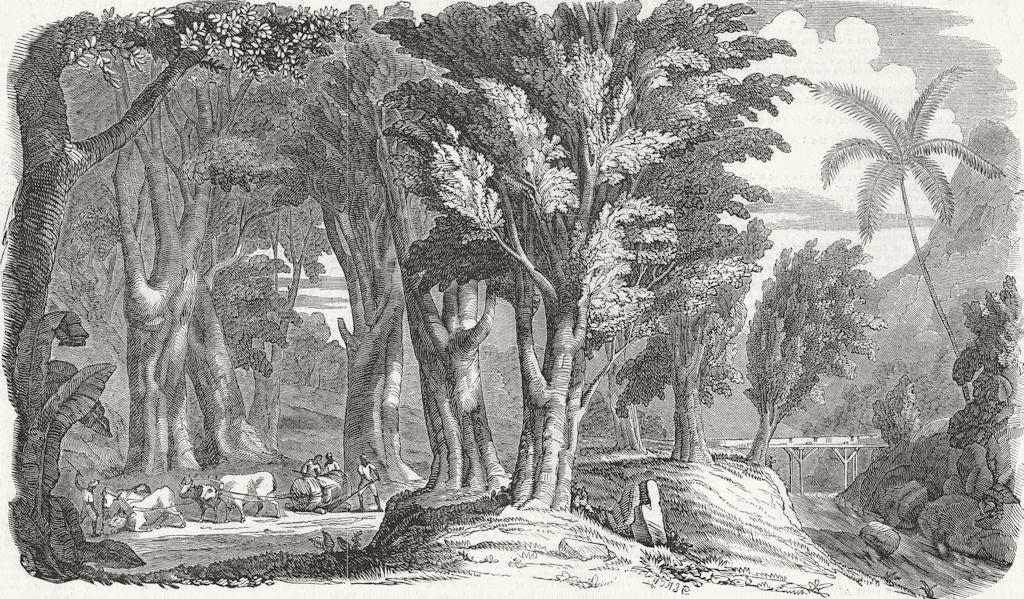 WEST INDIES. Mahogany trees  1850 old antique vintage print picture
